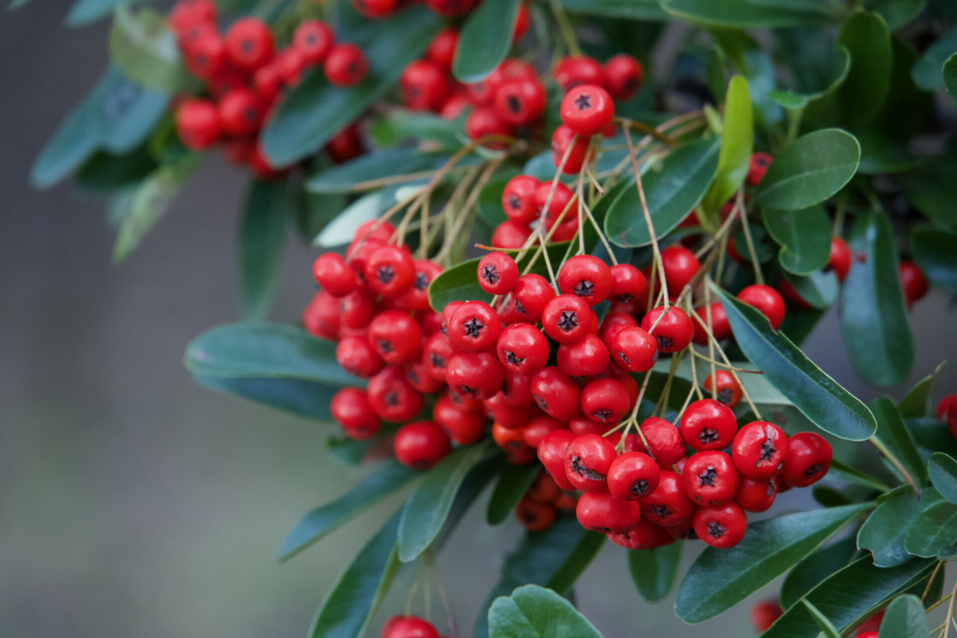 Close-up of bright red berries on a shrub at Shrine Lake in Pacific Palisades, California