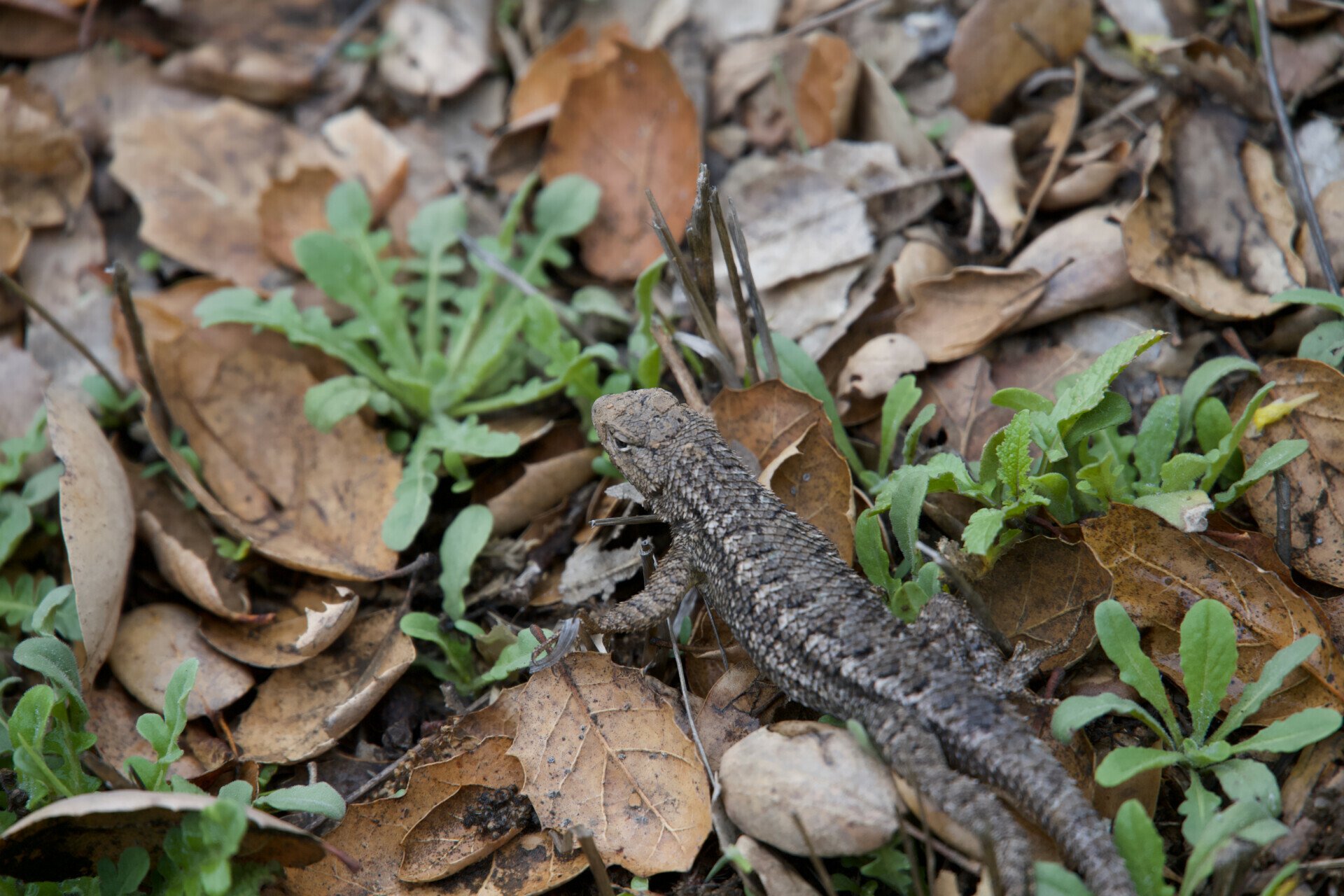Western Fence Lizard camouflaged among fallen leaves at Malibu Creek State Park