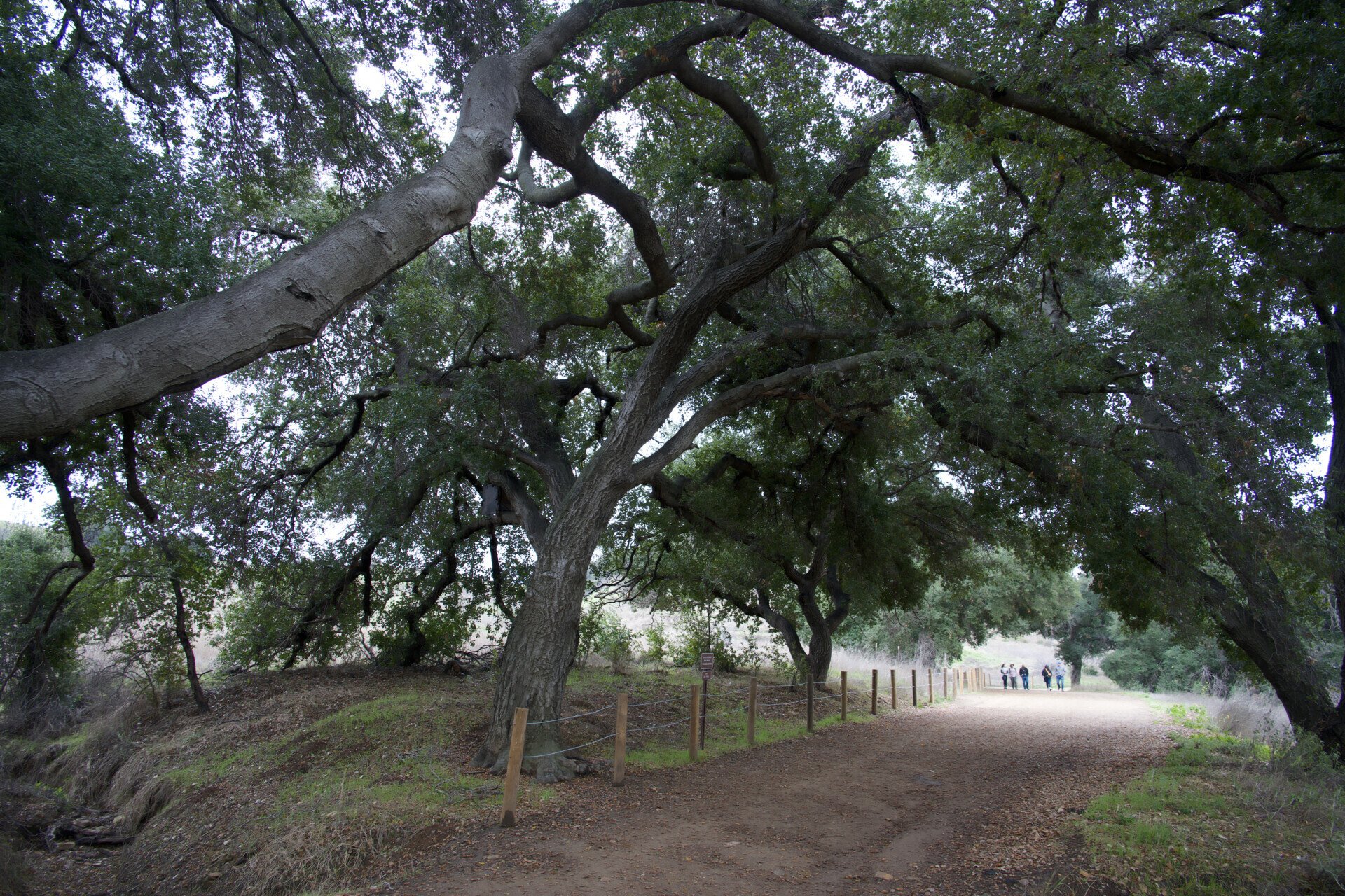 Four hikers in single file walking on a tranquil dirt path under the canopy of towering oak trees in Malibu Creek State Park.