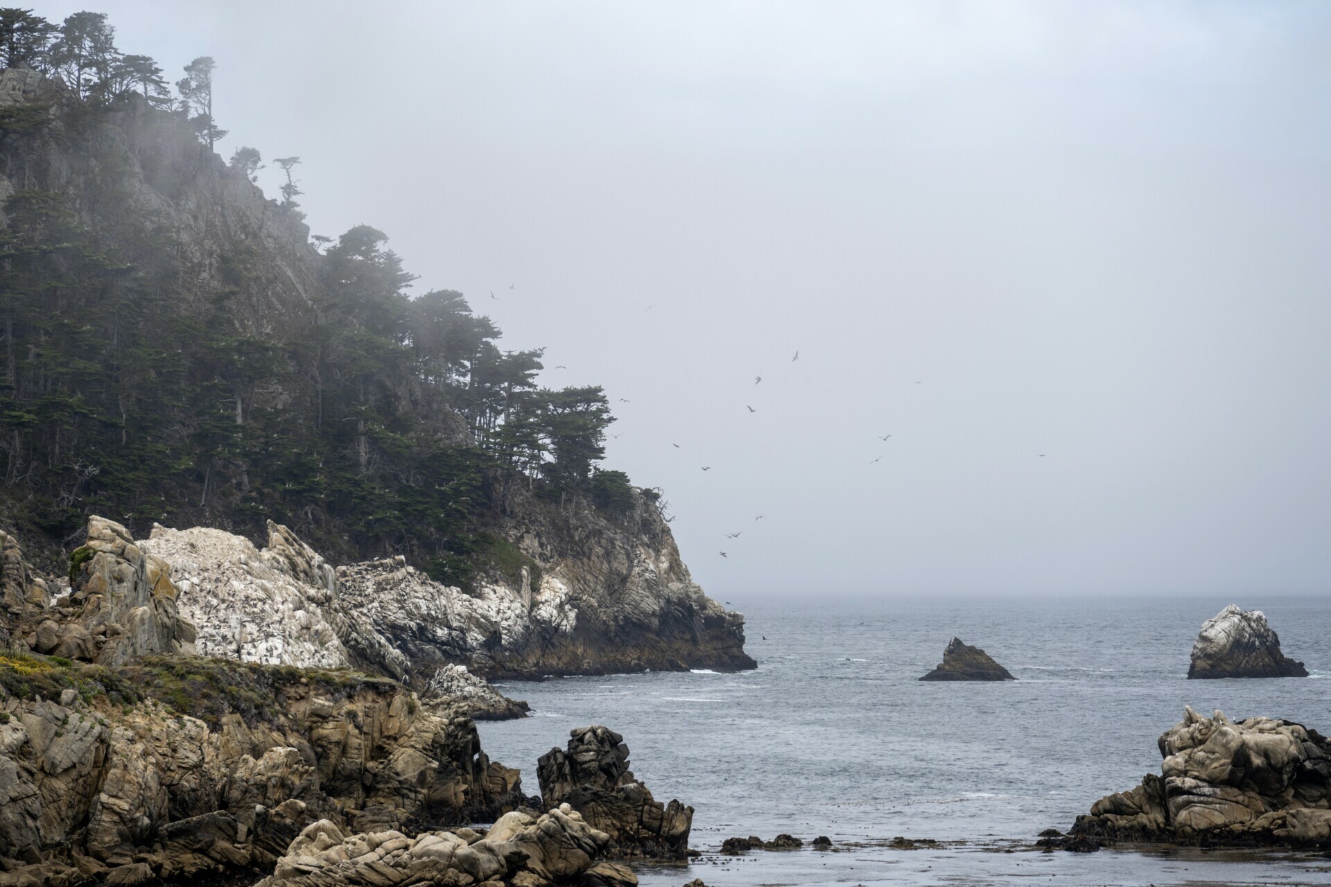 A foggy seascape at Pebble Beach with birds soaring over rocky cliffs and pine trees, with isolated sea stacks.