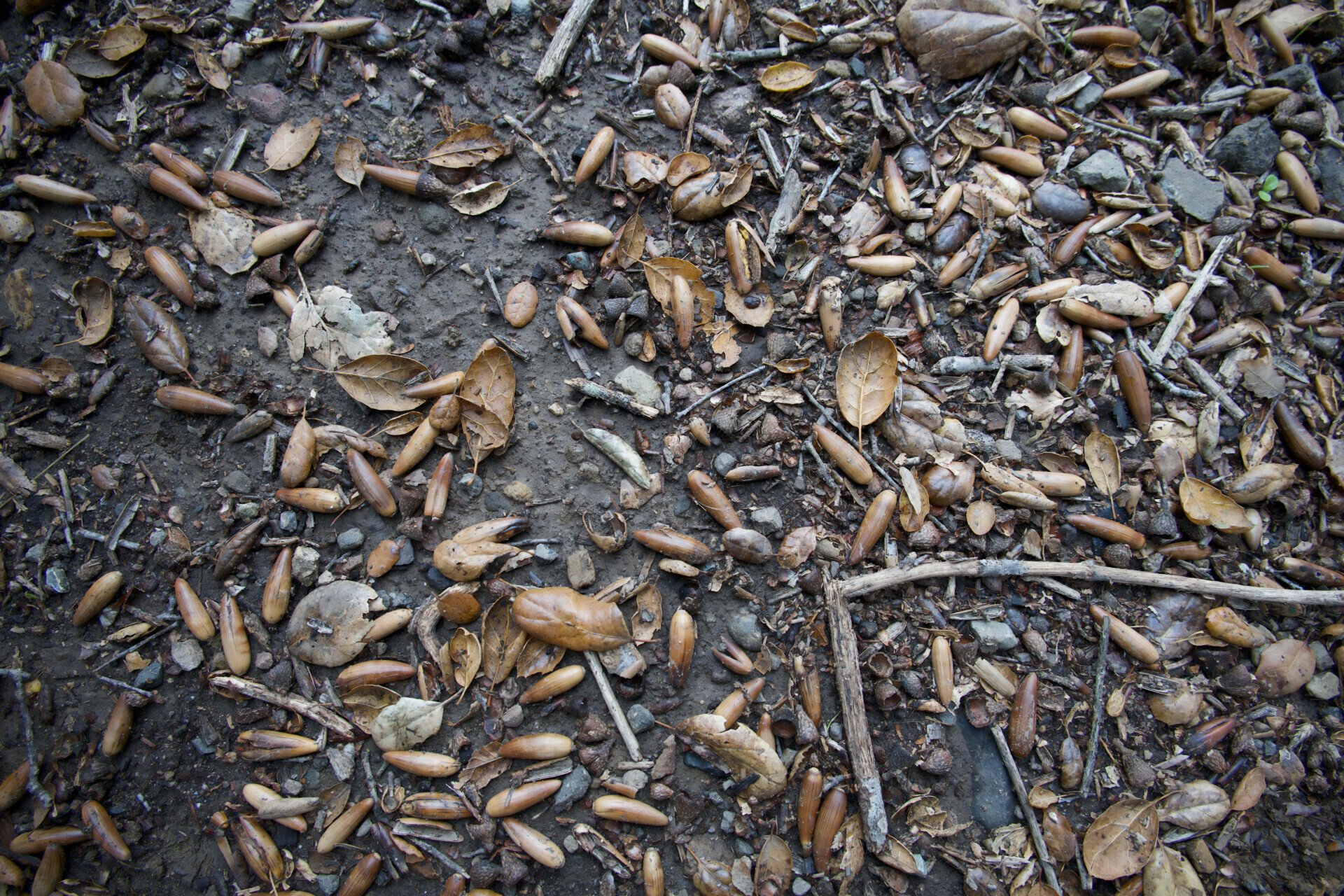 Various brown acorns and decaying leaves are scattered on the ground in Malibu Creek State Park.
