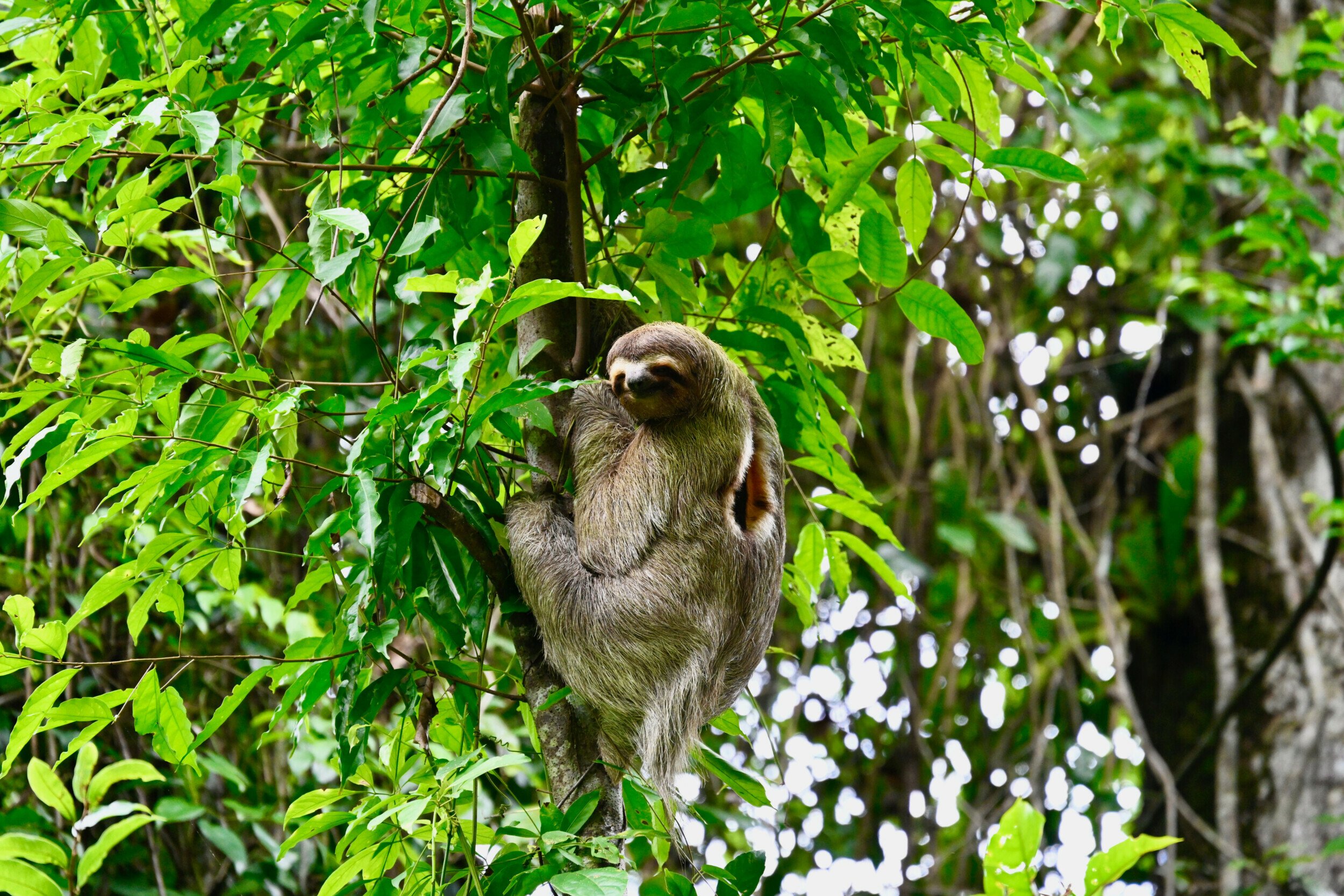 Manuel Antonio National Park: A Tropical Paradise in Costa Rica