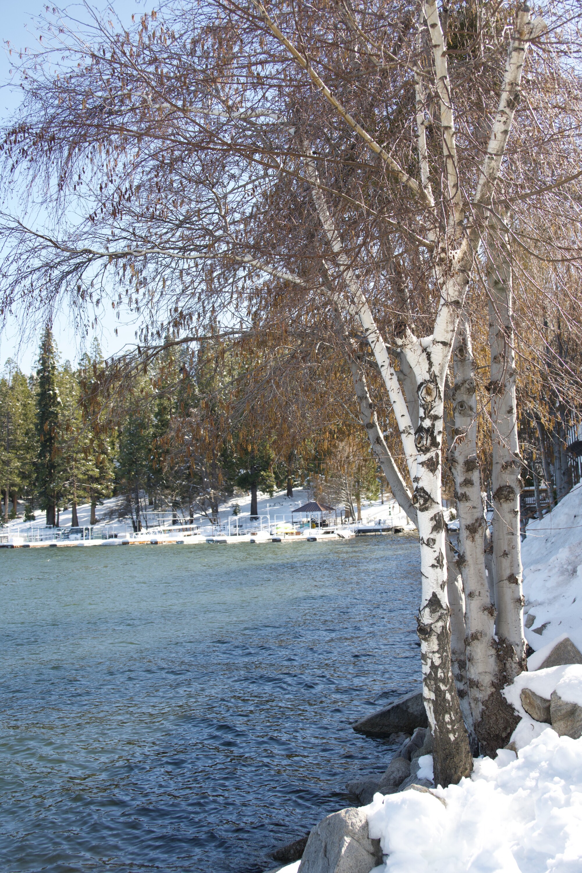 A grove of aspen trees with smooth white bark stand on a snowy shore beside a still lake surrounded by snow-capped mountains.
