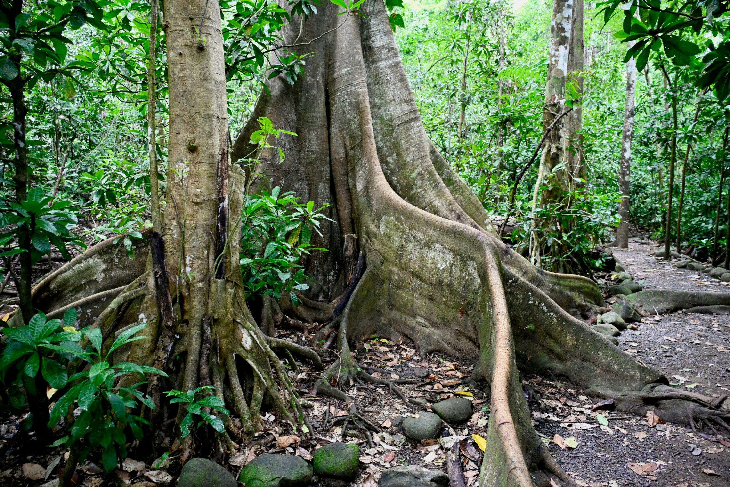 Entwined with History: The Ancient Roots of Carara's Rainforest.