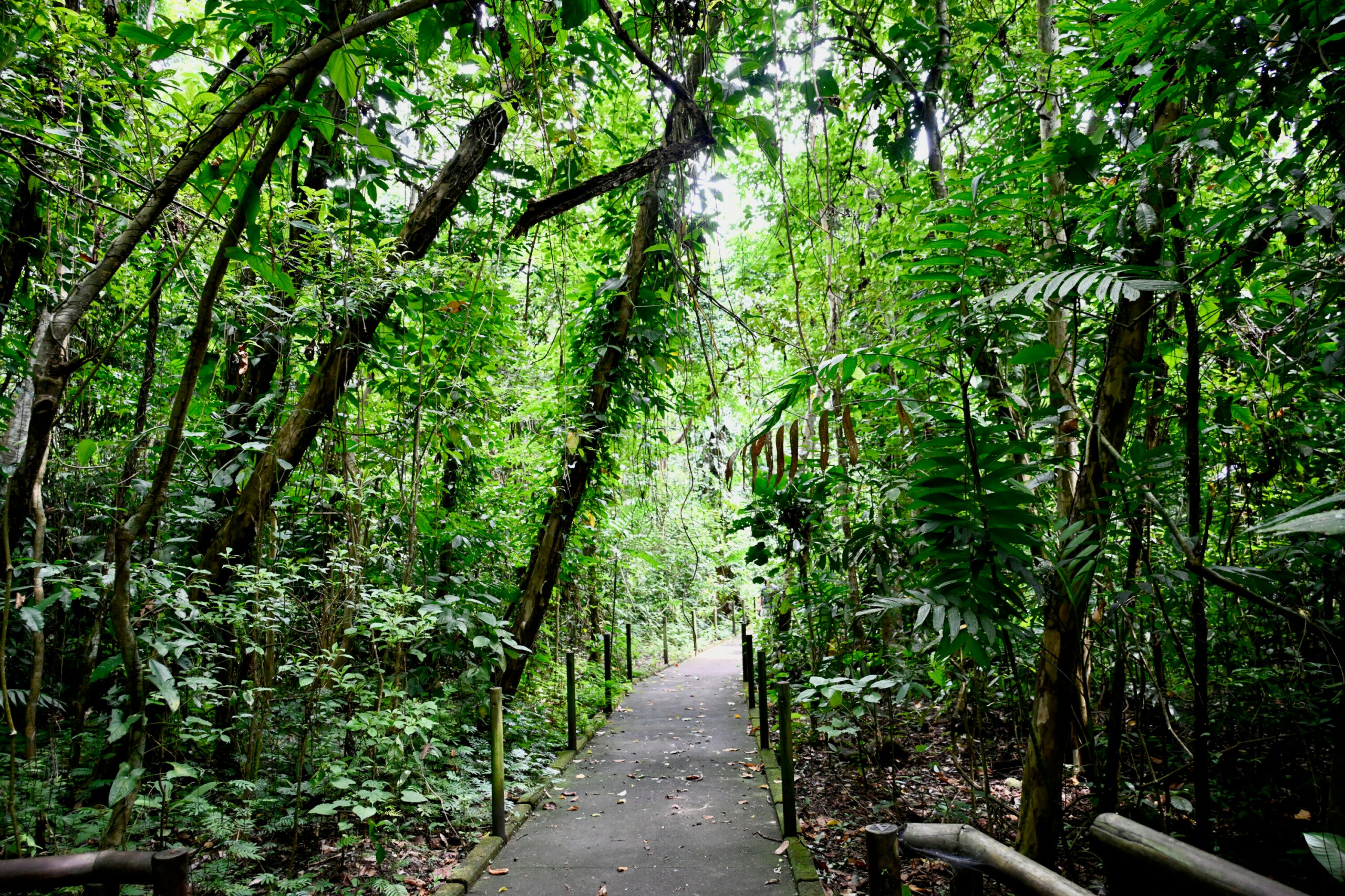 Discover the Wonders of Carara National Park: A Gateway to Costa Rica's Breathtaking Biodiversity