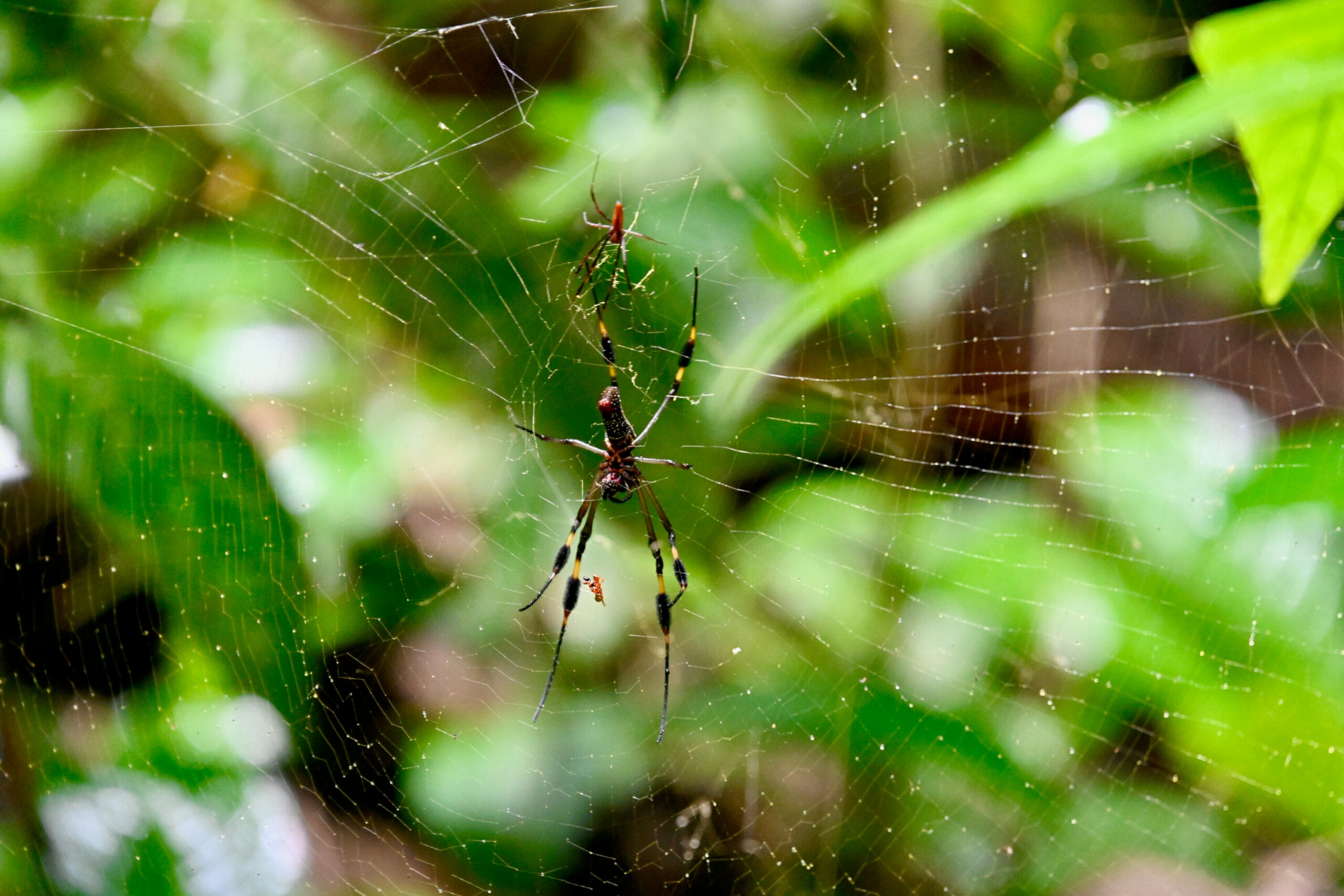 A Golden Orb-Weaver spider is suspended in its intricate web against a blurred green forest backdrop in Carara National Park.