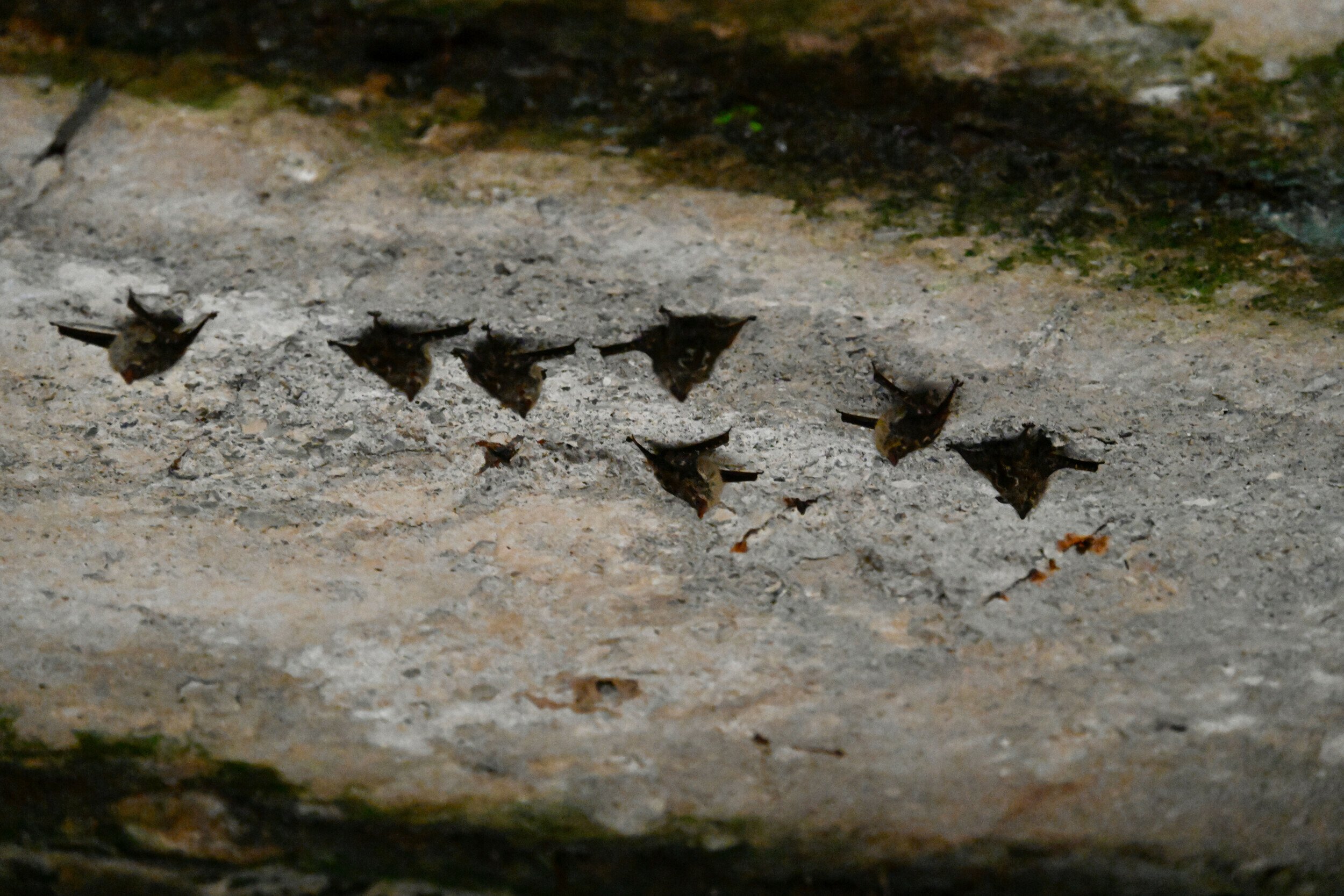 Bats hanging from a rocky cave ceiling during a boat tour in Manuel Antonio National Park.