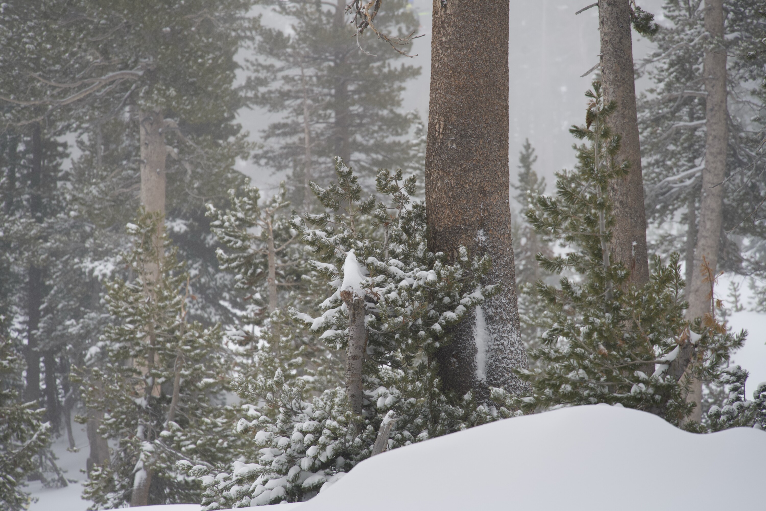 Snowy forest landscape at Mammoth Lakes, California.