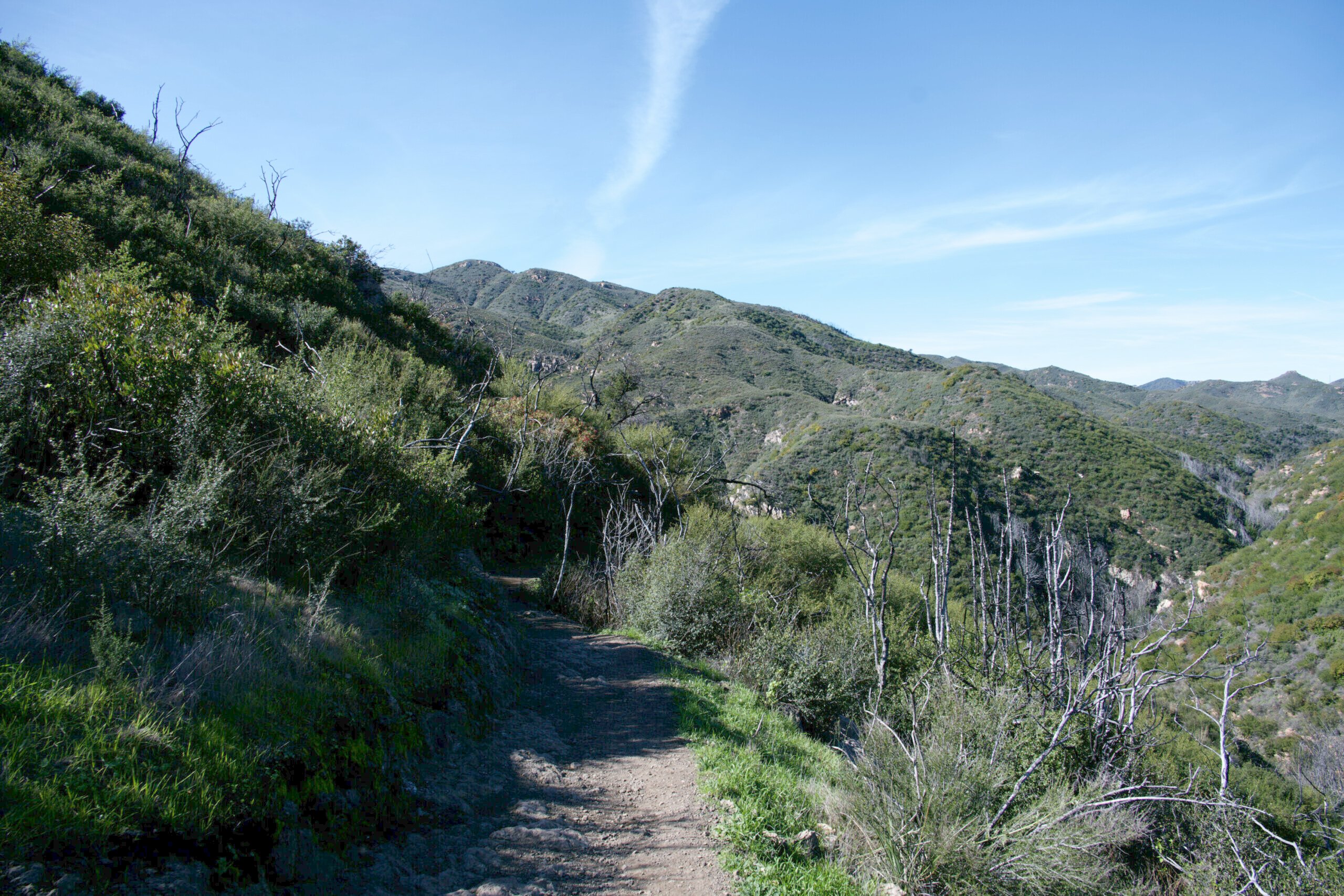 A scenic view of the Backbone Trail in the Santa Monica Mountains, with vibrant greenery and clear blue skies.