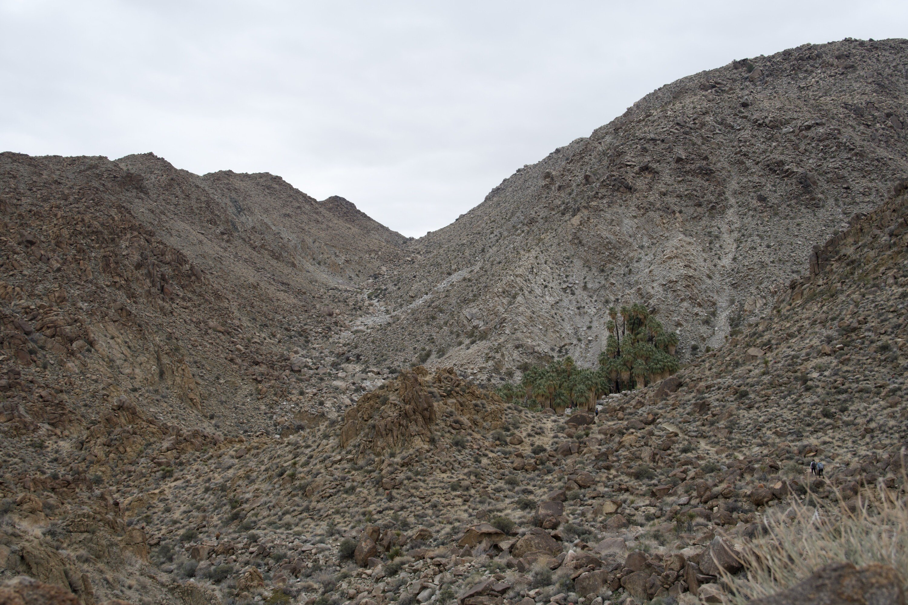 The 49 Palms Oasis Trail in Joshua Tree National Park