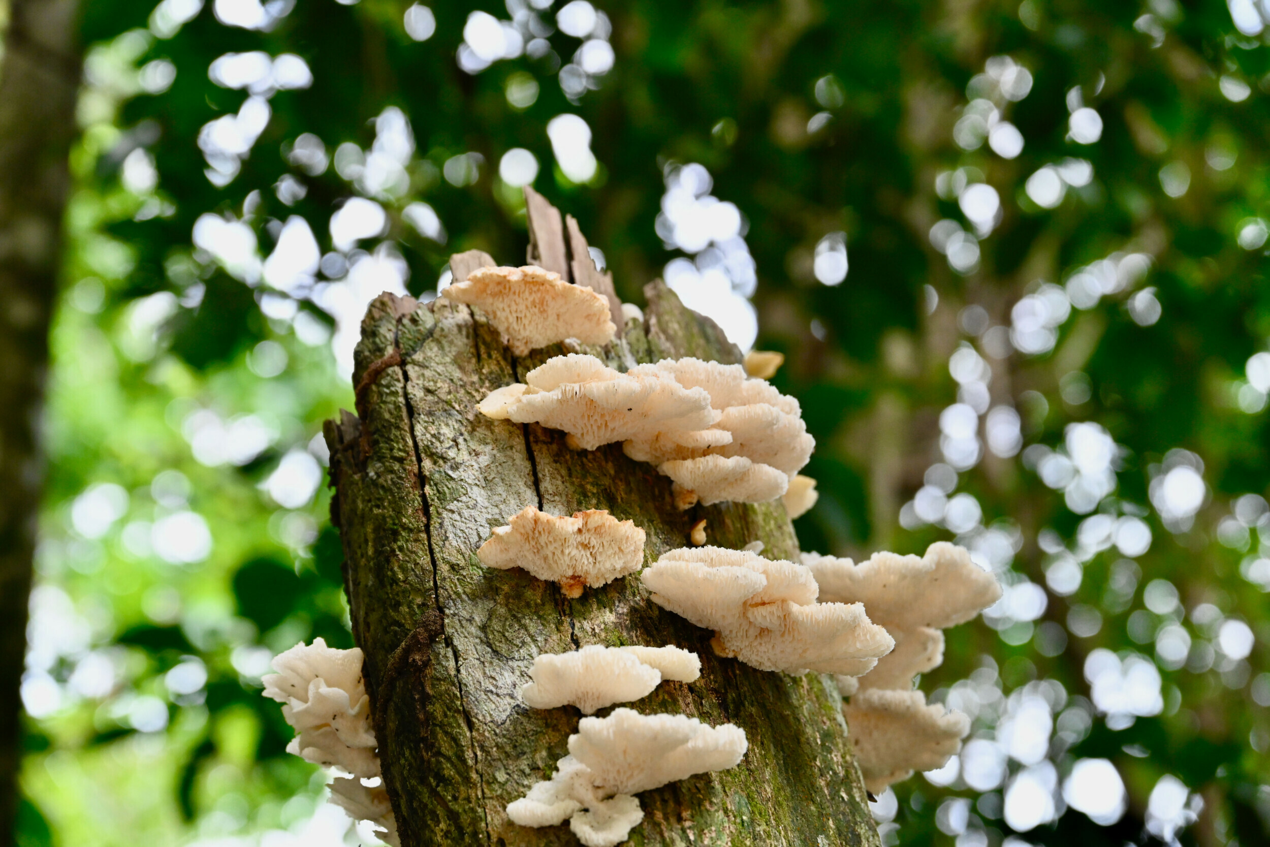 Close-up of tree fungi in Manuel Antonio National Park, showcasing the delicate textures against a bokeh background.