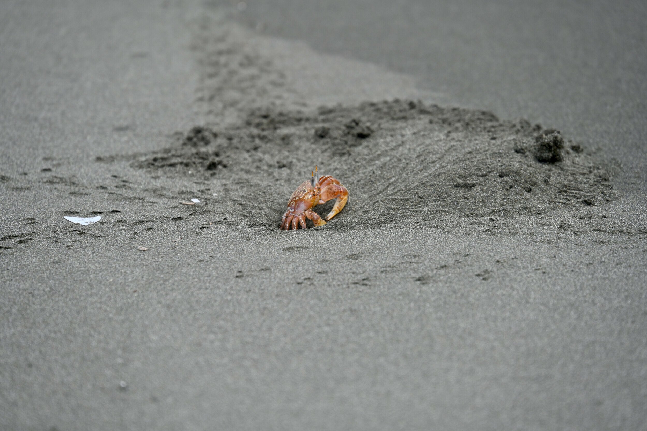 A ghost crab navigating the volcanic sands of Palo Seco Beach, Costa Rica, with its tracks etched behind.