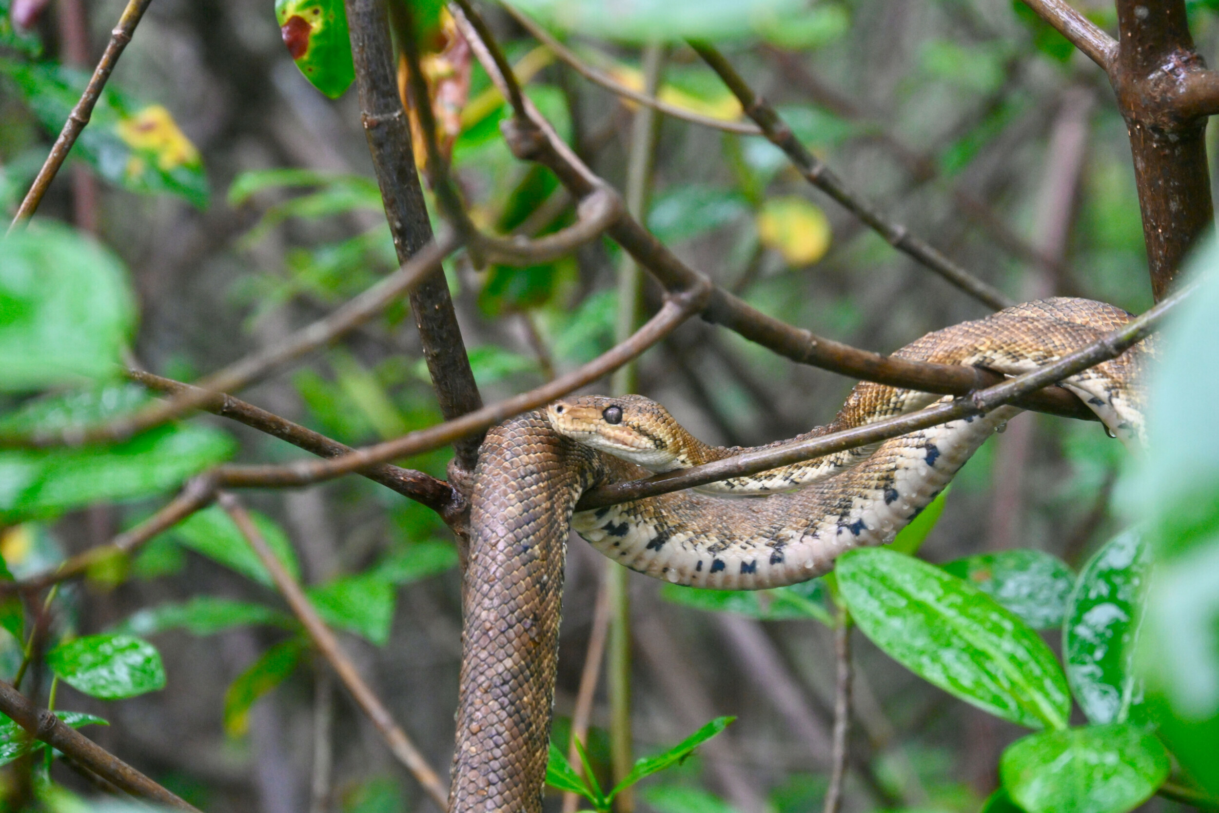 A boa constrictor entwined among branches in the Damas Mangrove near Manuel Antonio National Park.