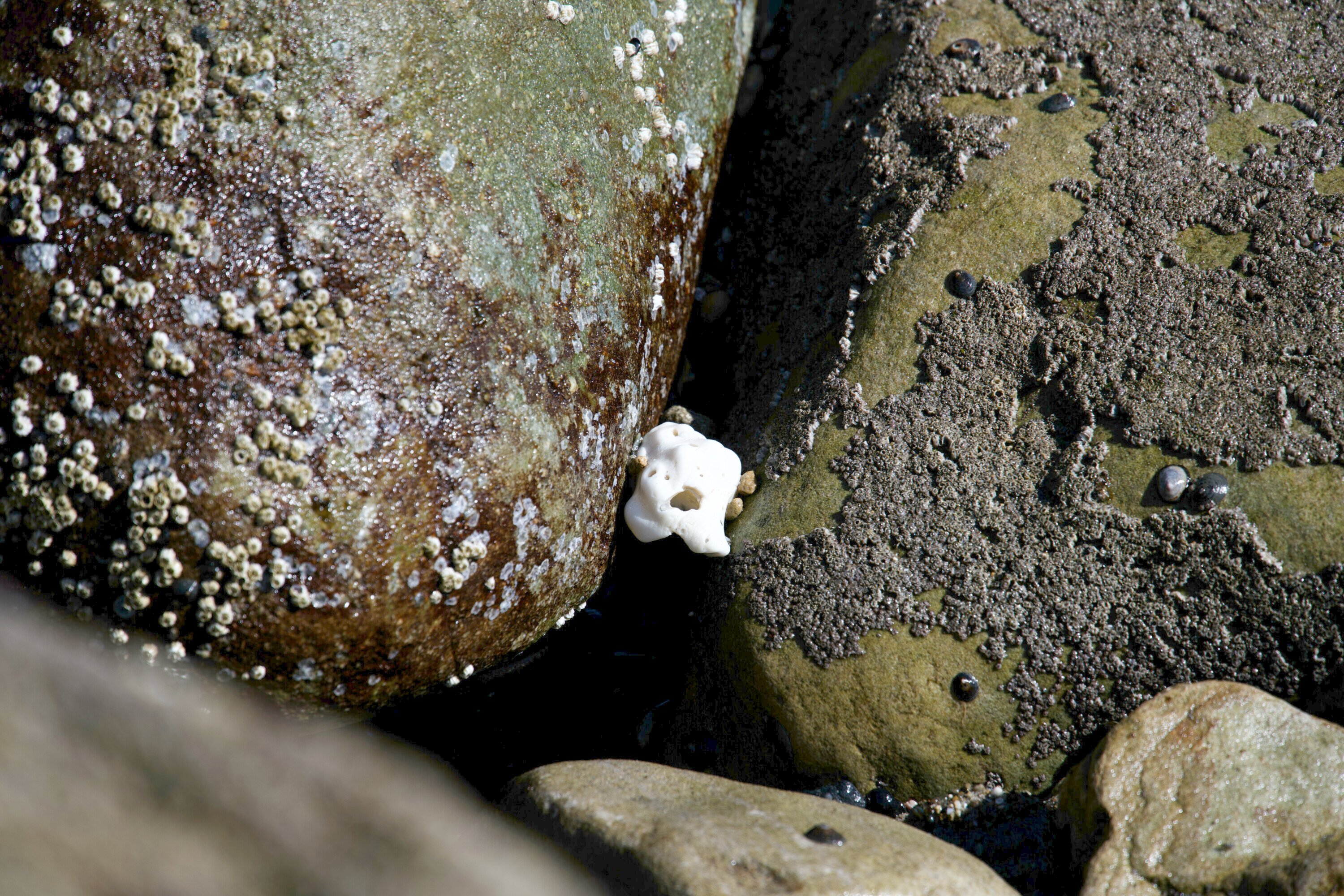 A small white shell nestled between rocks on Malibu Beach, with barnacles visible on the wet stones.