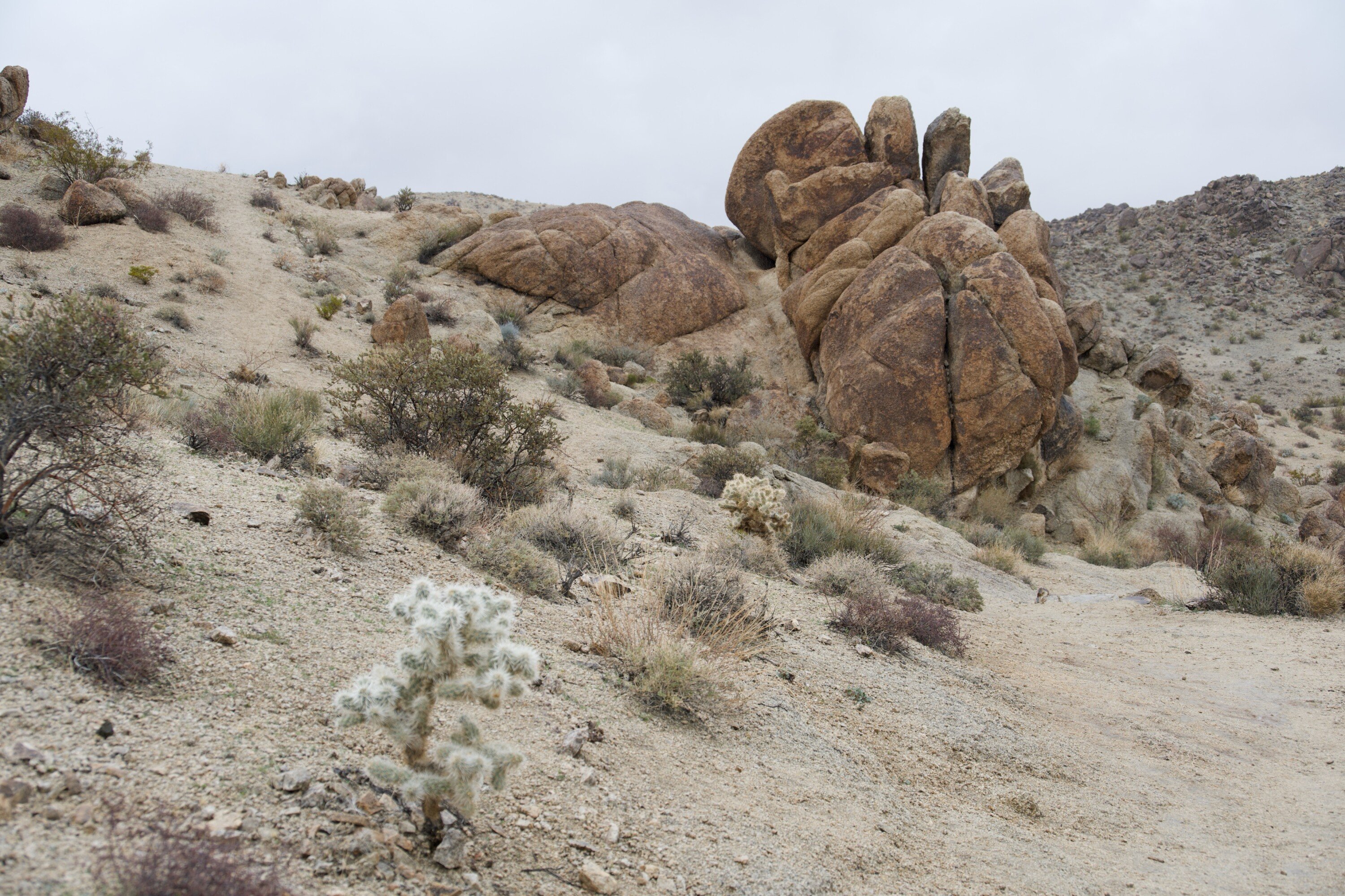 The 49 Palms Oasis Trail in Joshua Tree National Park