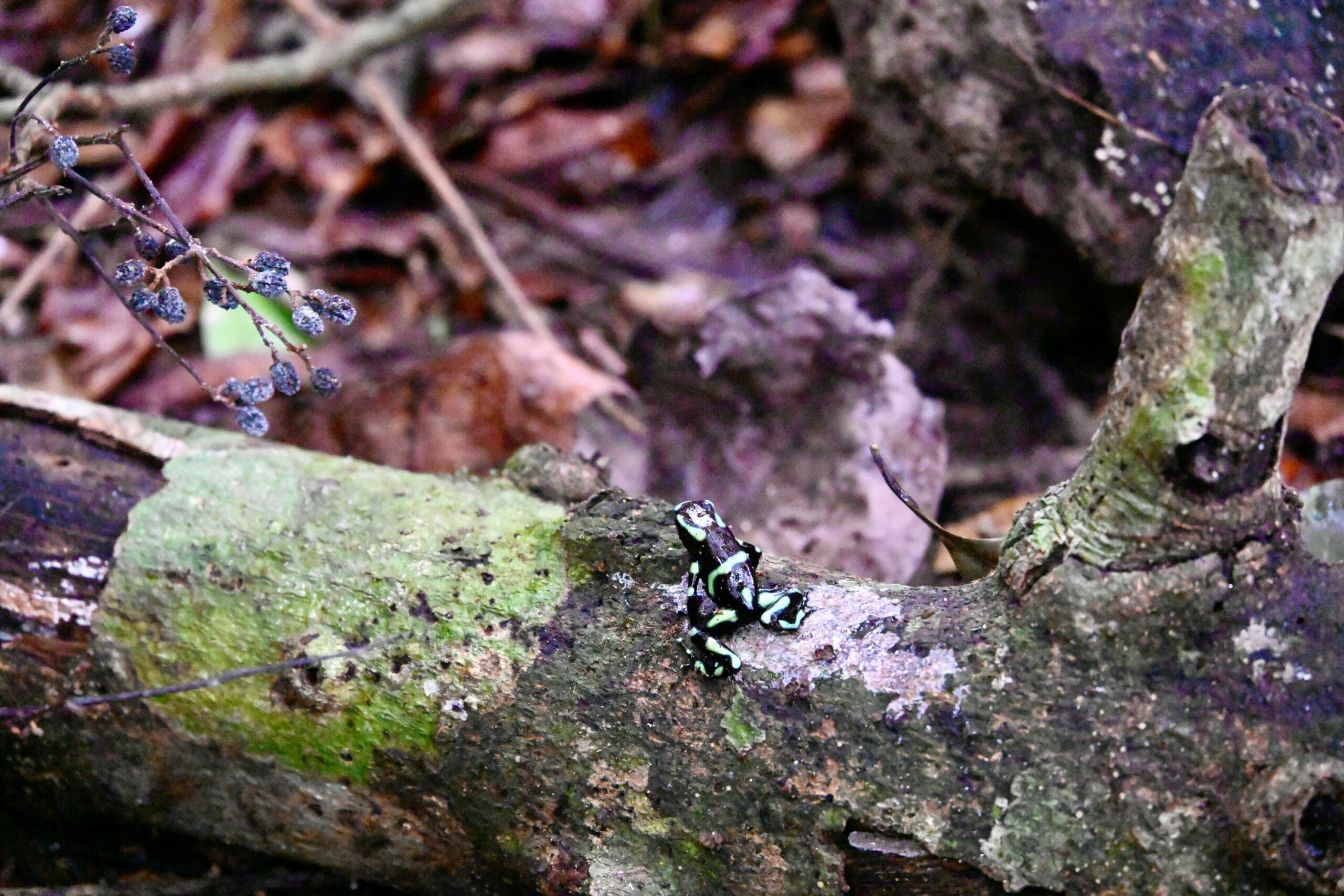 A vibrantly colored poison dart frog perched on a moss-covered branch in the dense undergrowth of Carara National Park.