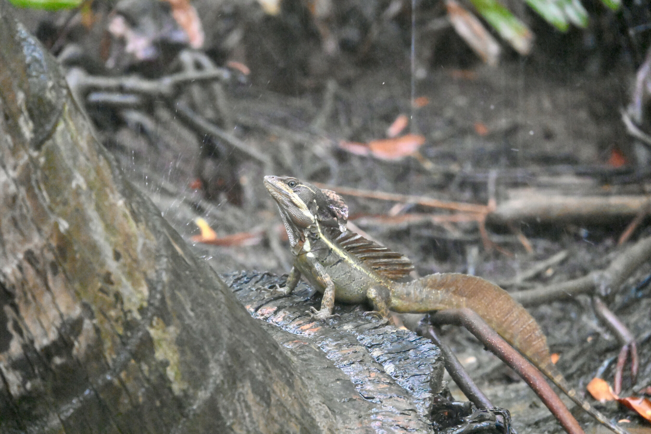 A common basilisk lizard, known for its ability to run on water, rests on a log in the rain at Damas Mangrove.