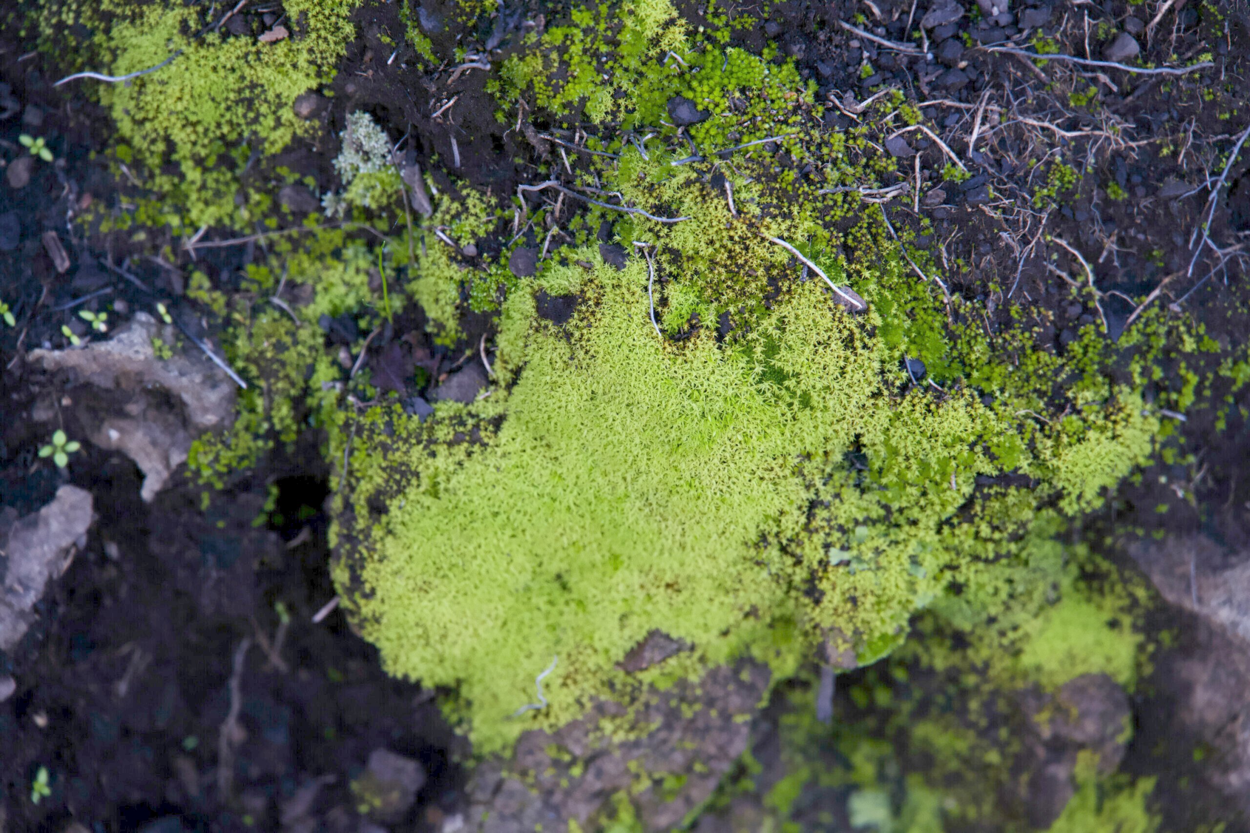 Close-up of vibrant green moss and small plants growing on dark soil along the Santa Monica Mountains Backbone Trail.