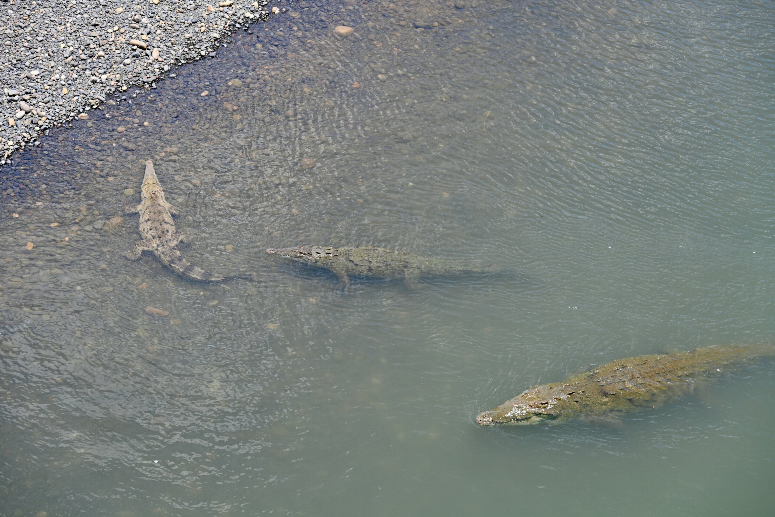 Aerial view of two crocodiles swimming near the riverbank at Crocodile Bridge in Costa Rica.