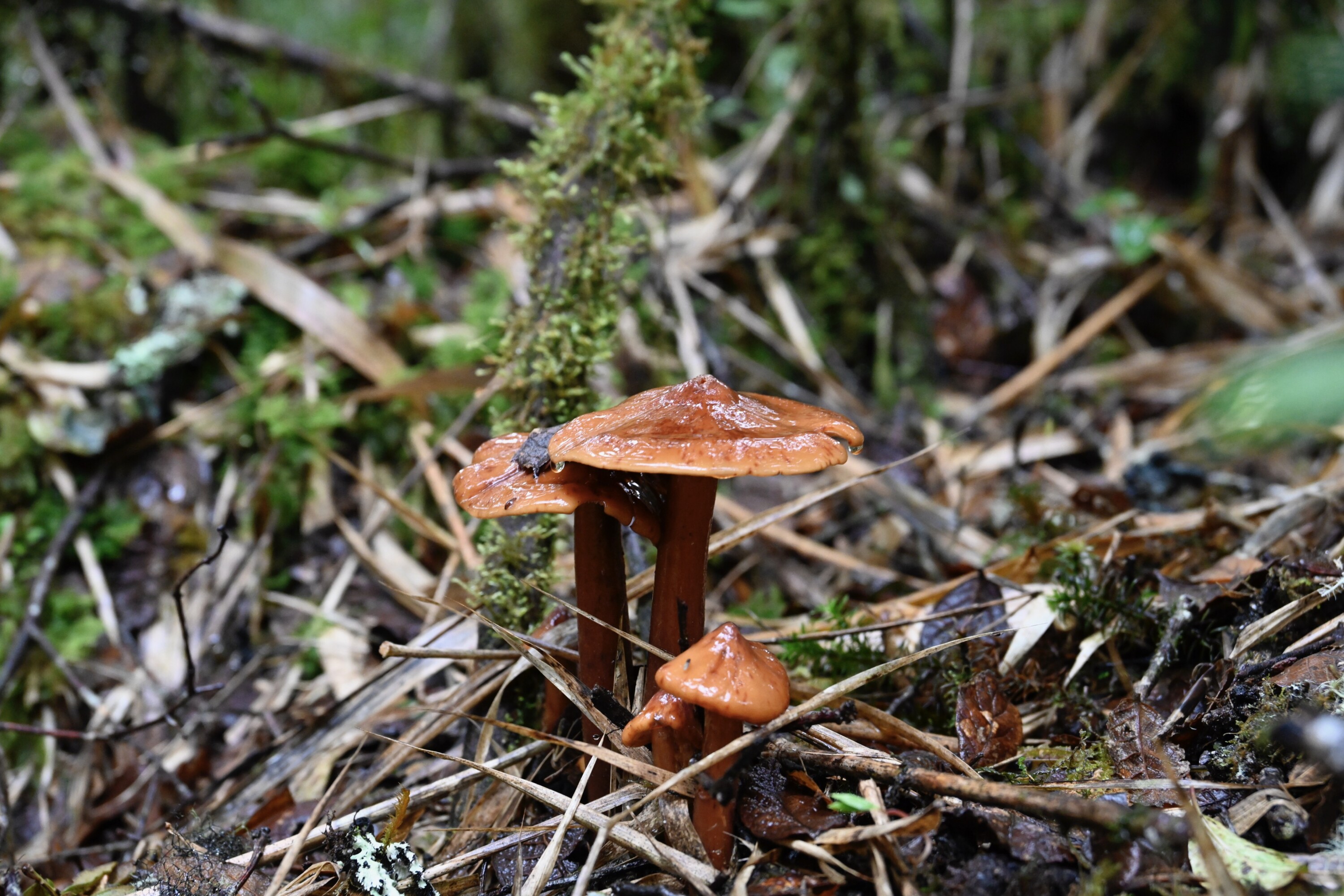 Wet, orange-brown mushrooms emerging among leaf litter in Los Quetzales National Park, Costa Rica