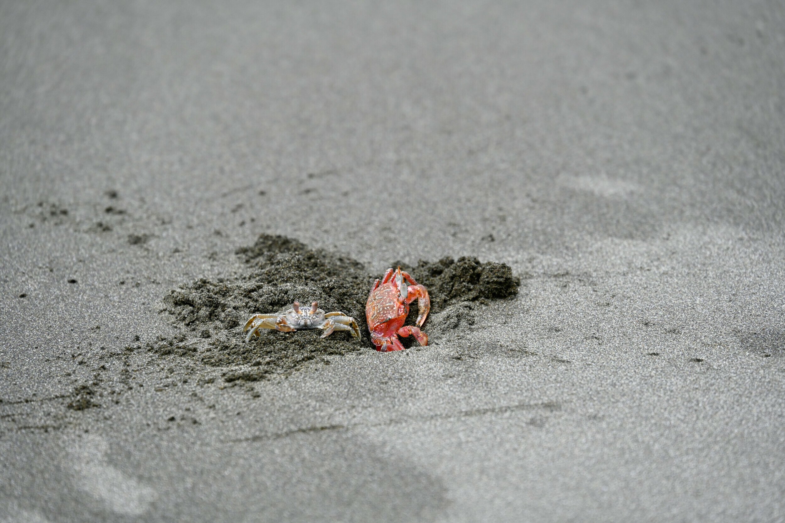 Two crabs on the sandy shore of Palo Seco Beach, Costa Rica, with one emerging from a burrow.