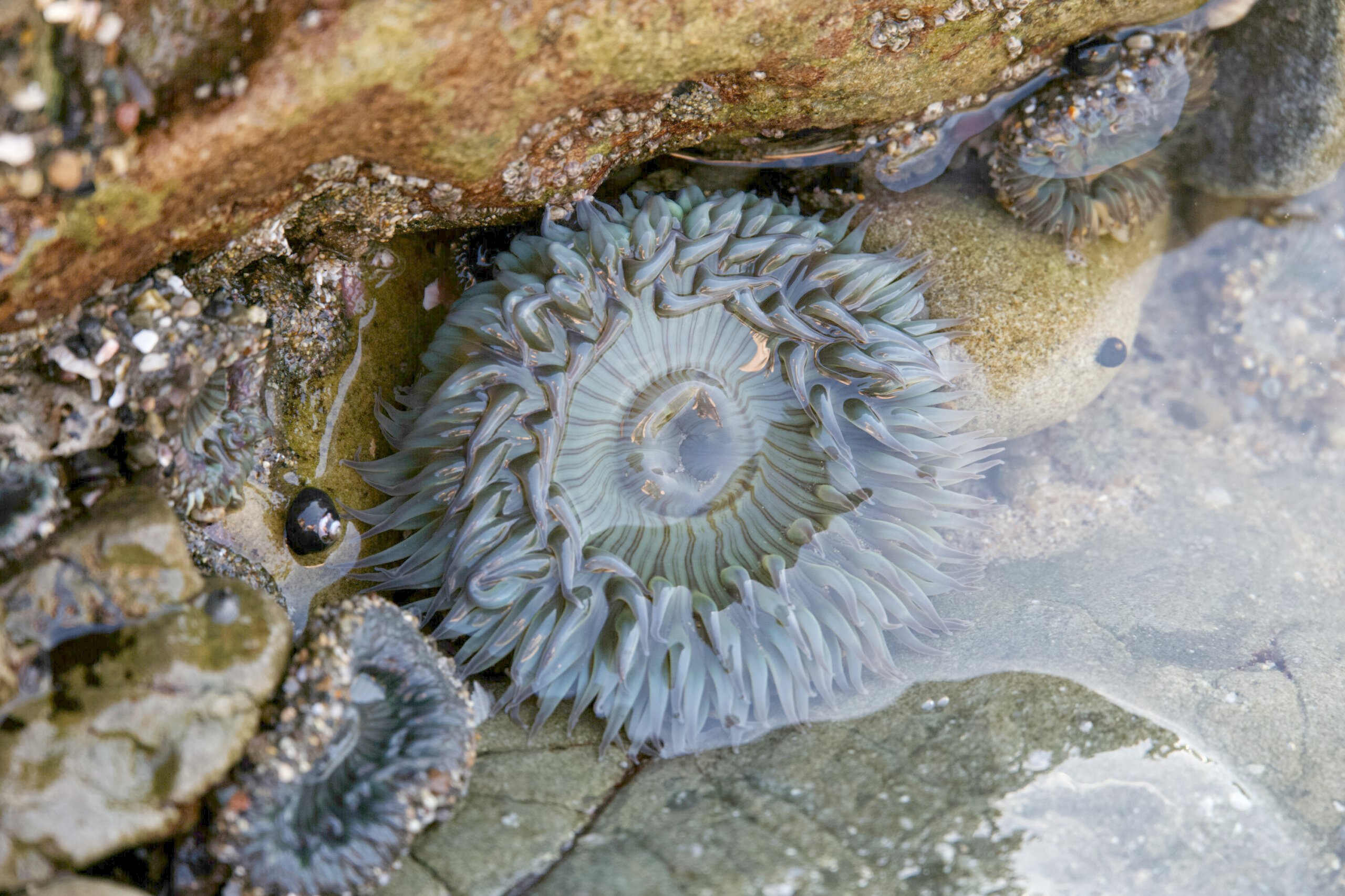 Close-up of a sea anemone with delicate blue and green tentacles in a tidal pool at Malibu Beach, California.