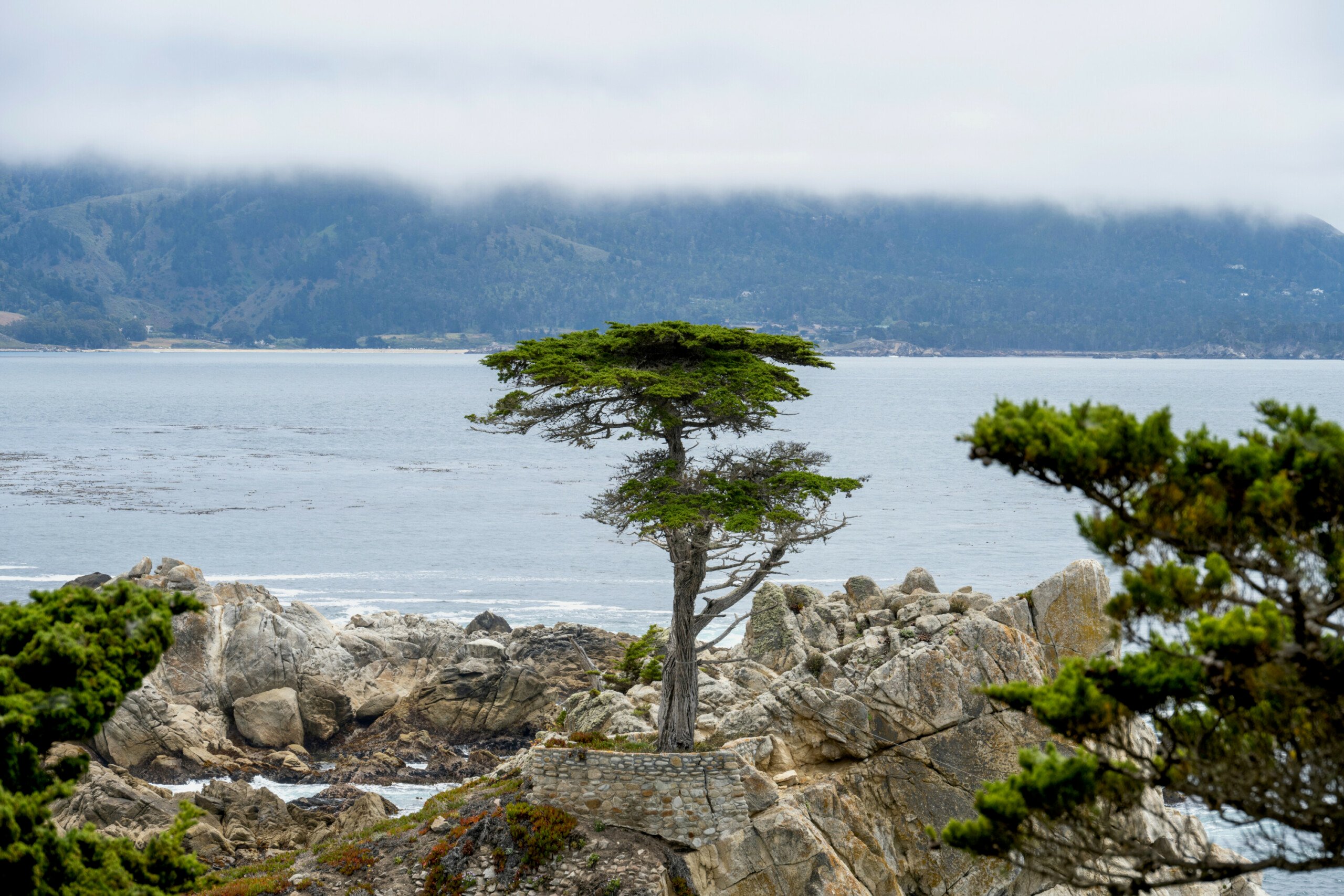 Lone Cypress tree standing on a rocky outcrop overlooking the Pacific Ocean along the 17 Mile Drive at Pebble Beach.