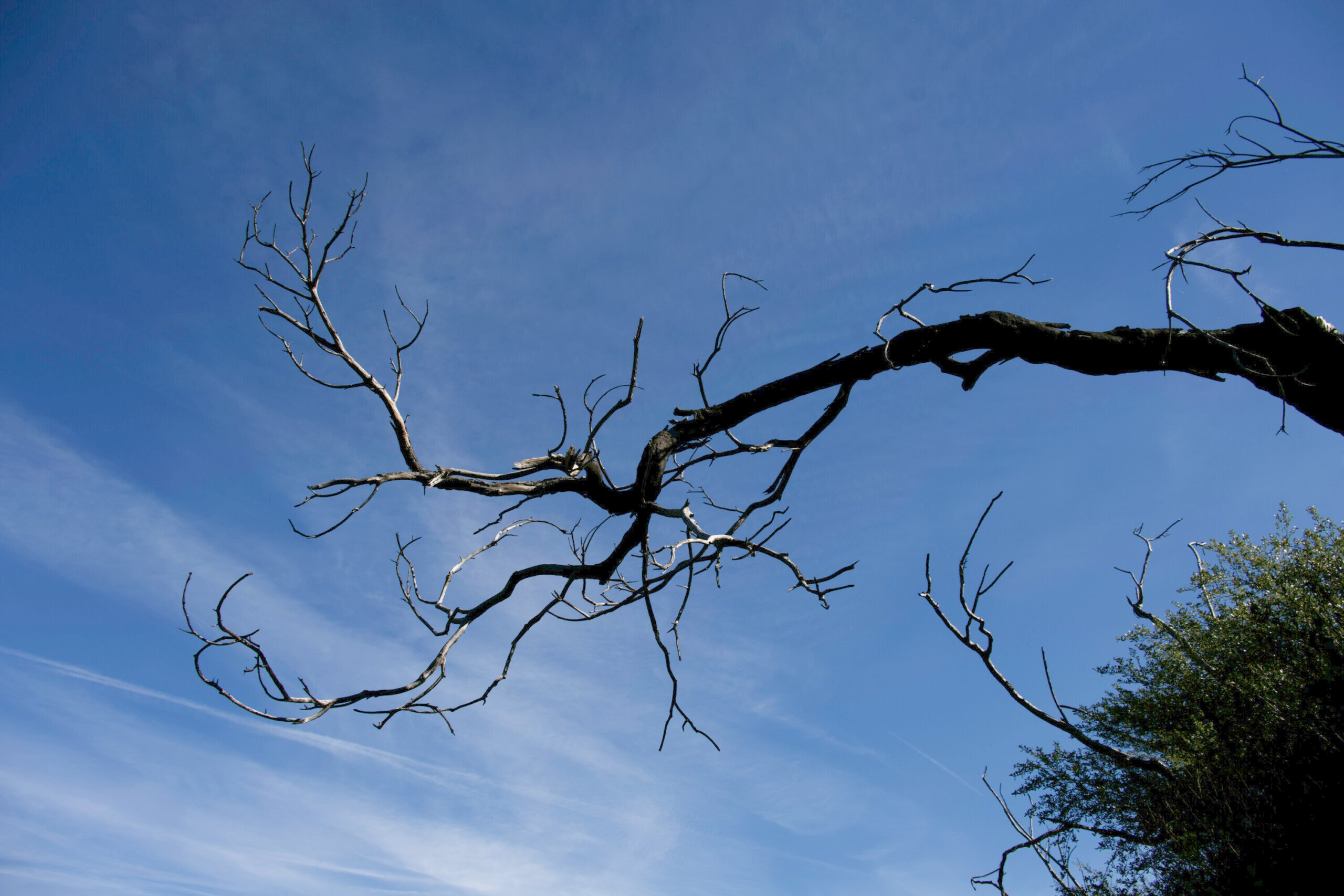 Bare tree branches silhouetted against a clear blue sky on the Backbone Trail in the Santa Monica Mountains.