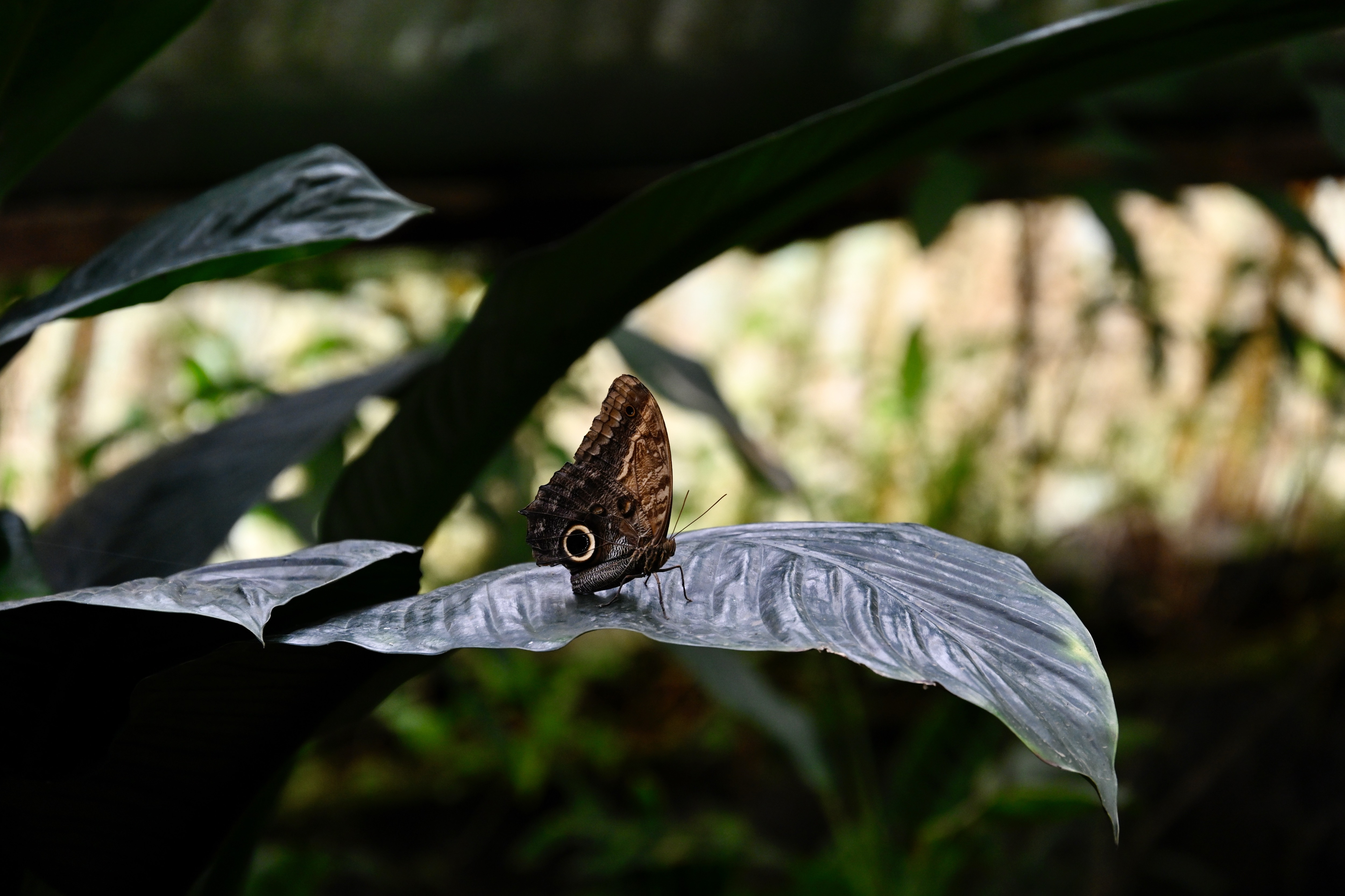 Caligo memnon, also known as the Owl Butterfly, perched on a leaf in Aventura Park, showcasing its eyespots on the wings.