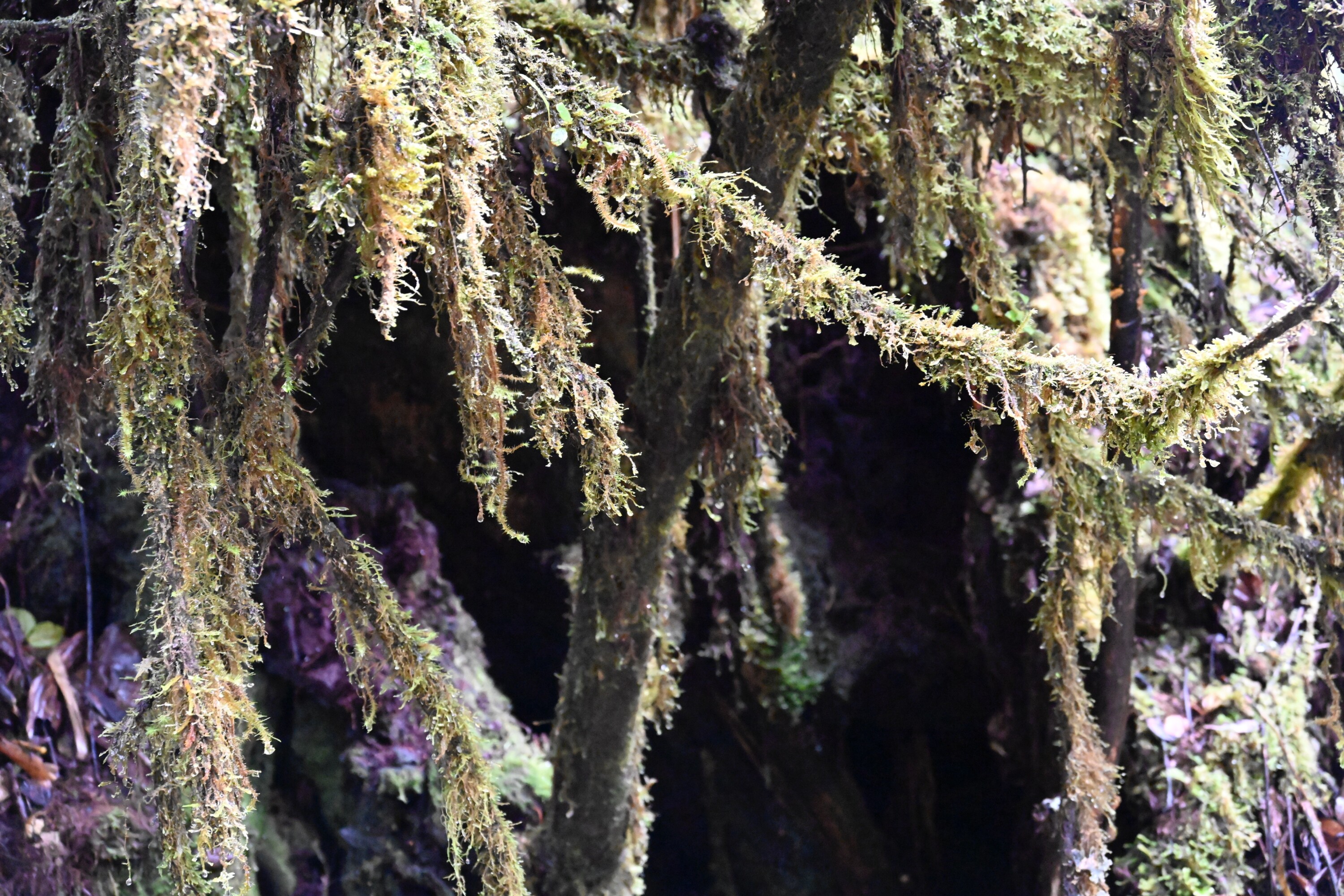 Moss-covered branches in the cloud forest of Parque Nacional Los Quetzales, Costa Rica