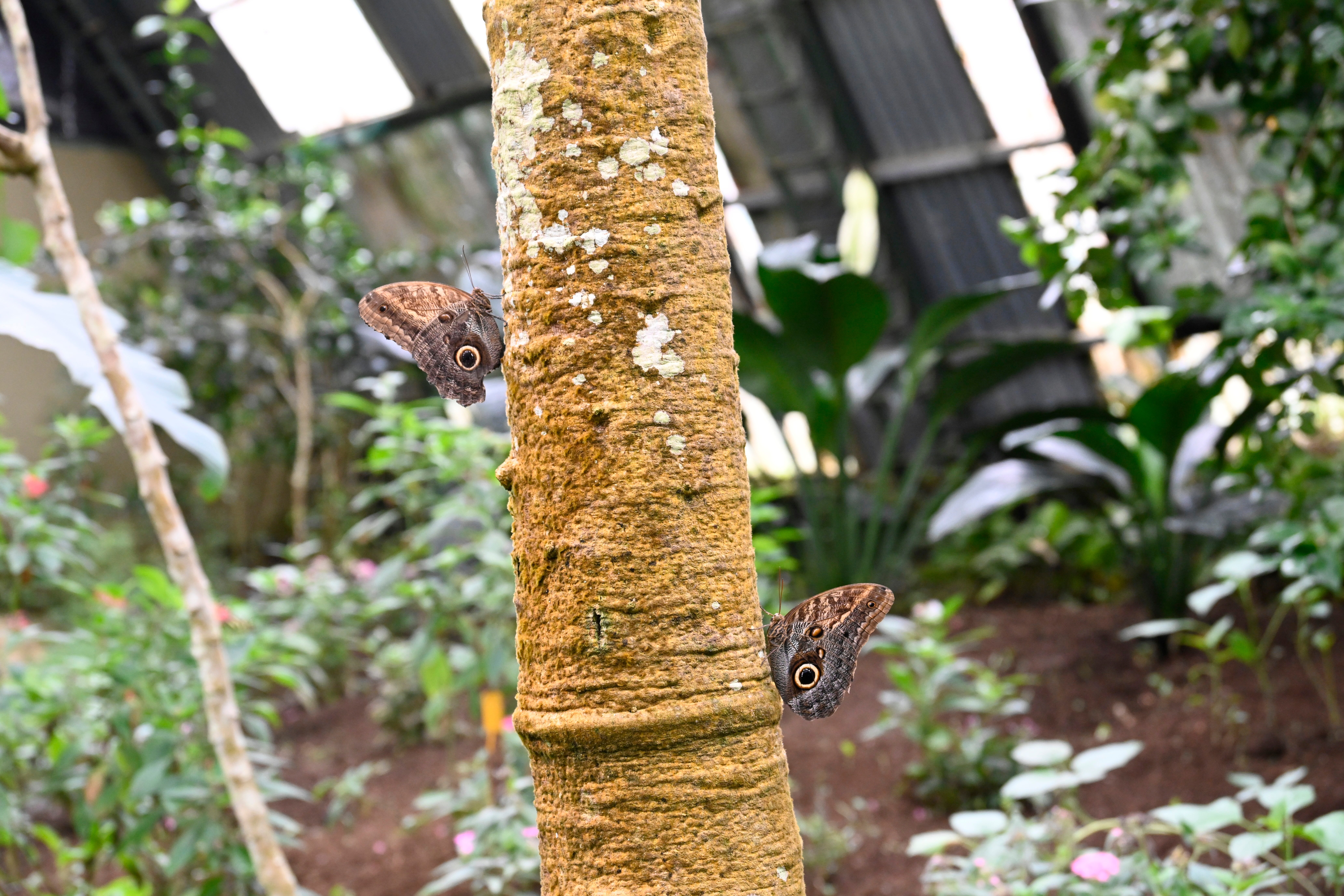 Exploring the Enigmatic World of Owl Butterflies in Costa Rica