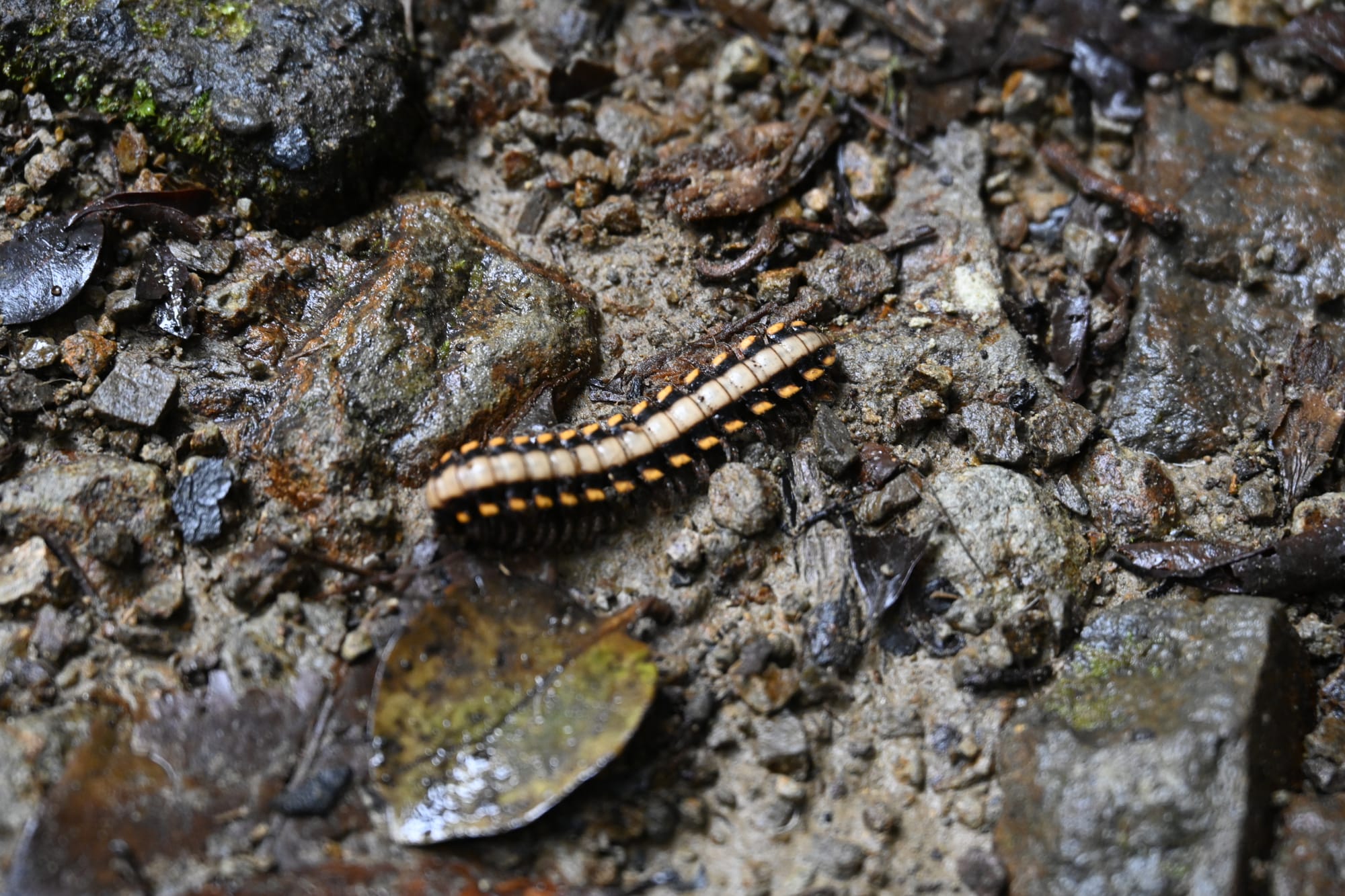 Close-up of a yellow and black millipede on a wet forest floor, surrounded by rocks and decaying leaves.