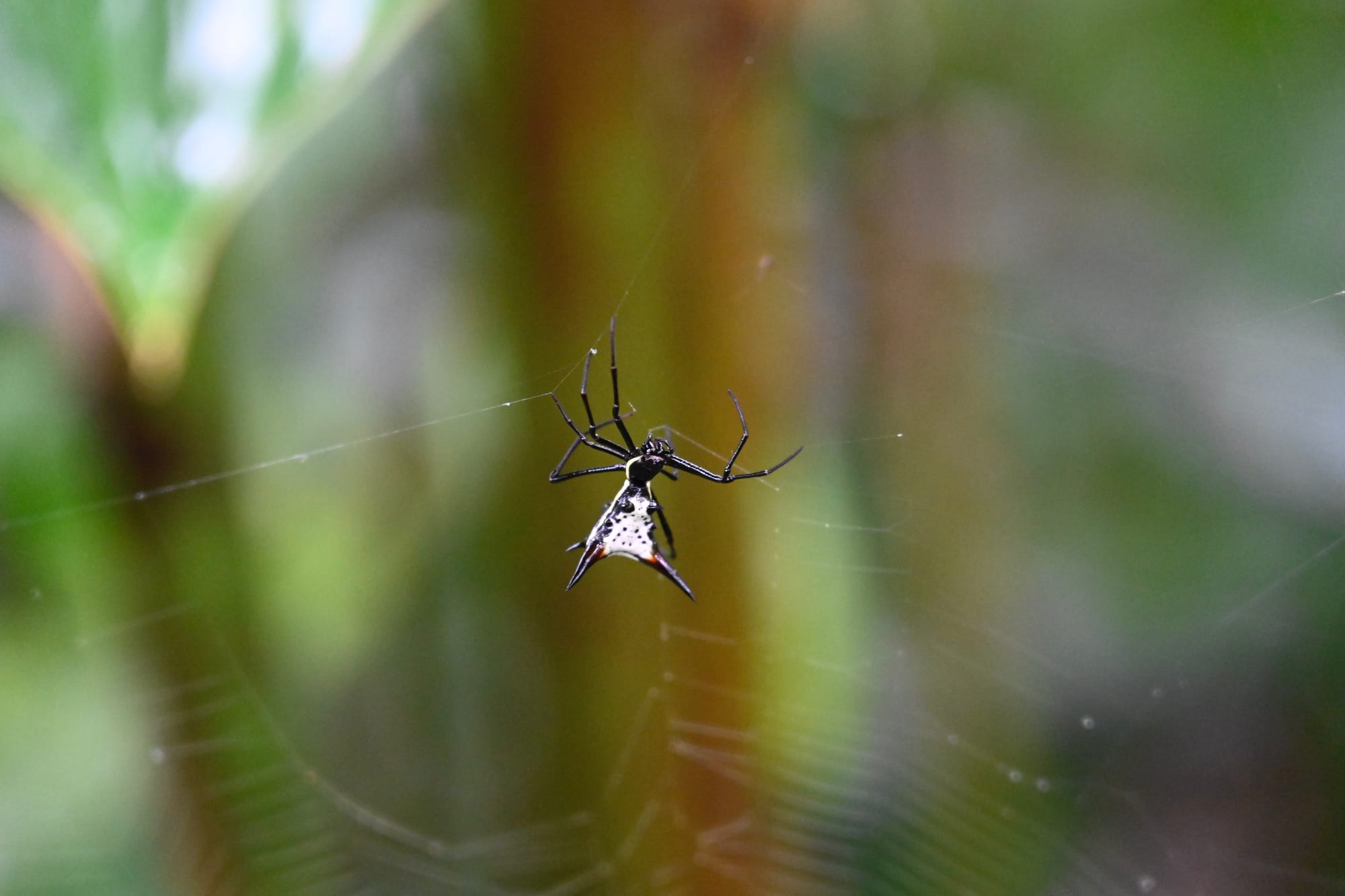 Macro image of a black spider with white and pink speckles on its body, hanging on a web in a tropical forest at Arenal.